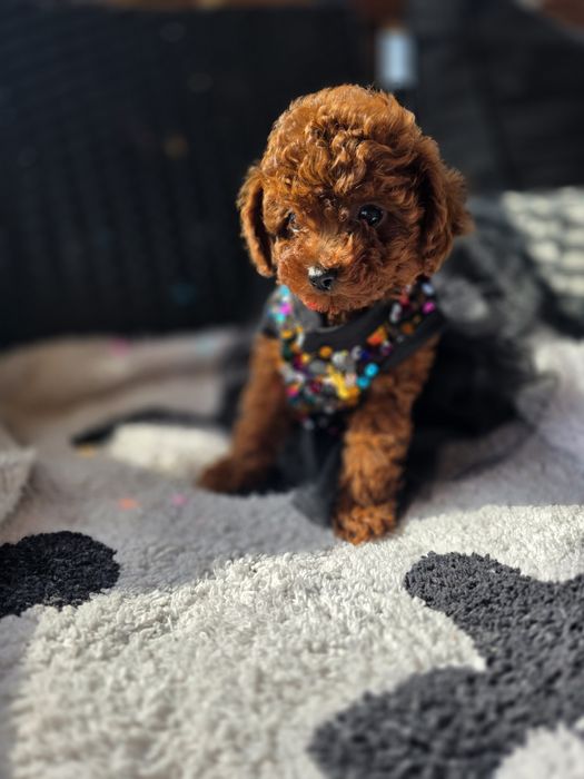 Запазени ! Пудел той момичета с документ за произход