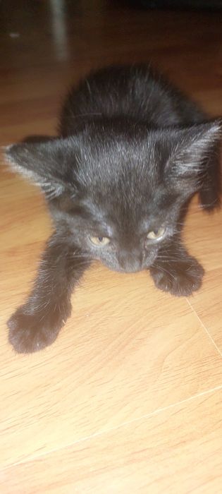 Котенок. Девочка.  15 июня рождения