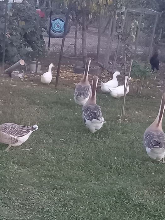 Vând rate și gascani