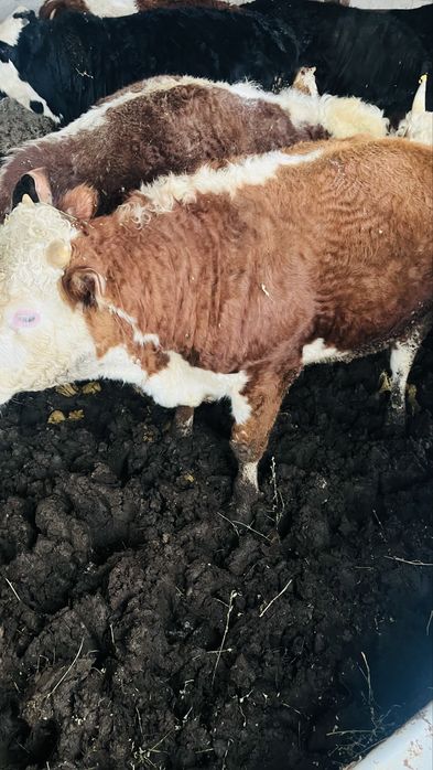 Бордақы бұқалар 1.5-2 жас