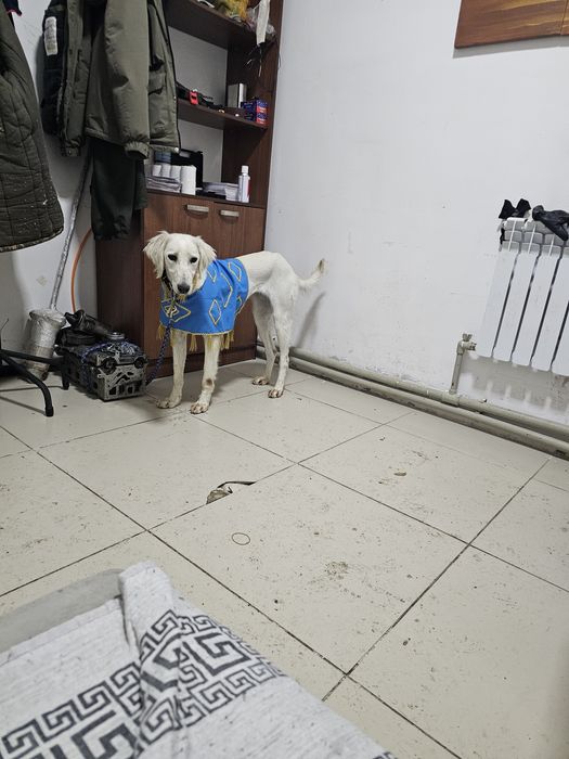 Тазы 10 айдан асты ұрғашы