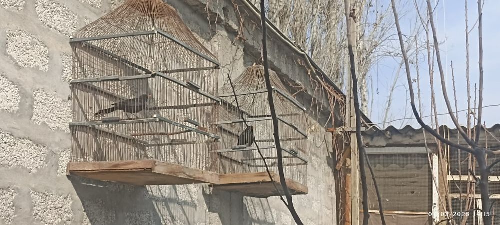 Qora shaq shaq  sotiladi yilli boqilgan quw sayroda