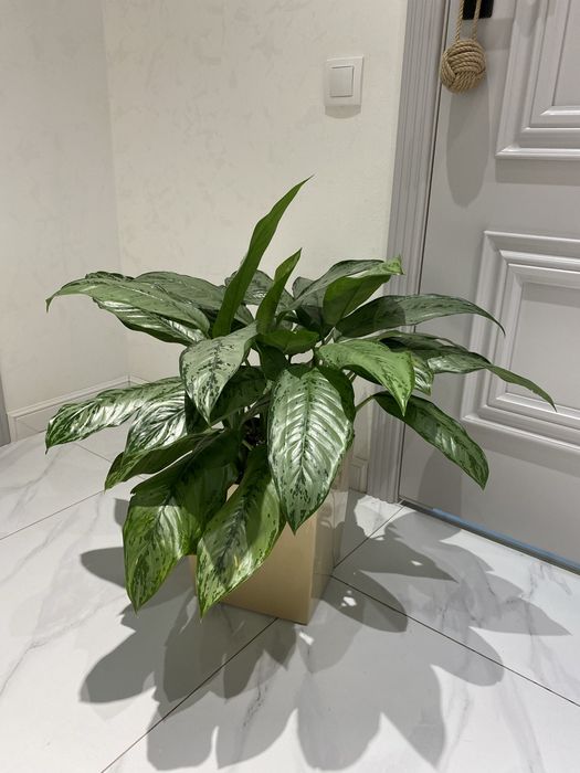 Аглонема гигант