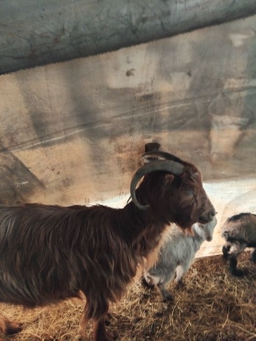 Vând capre bune de lapte