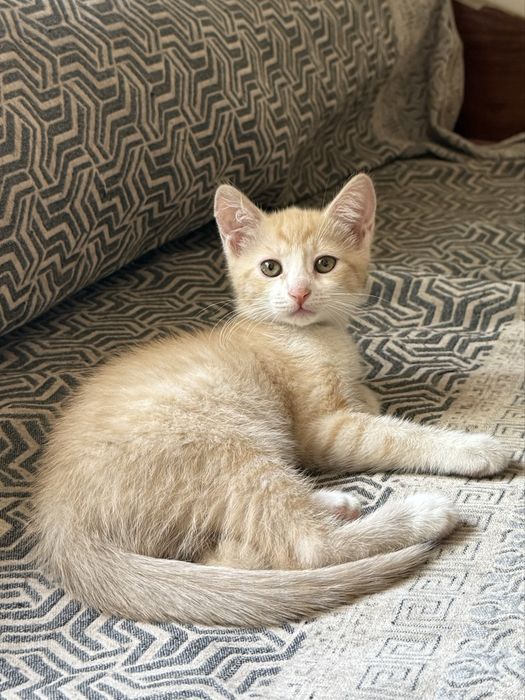 Отдам котят, 2 мальчика