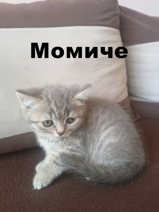 Британска правоуха и Шотландска клепоуха котета