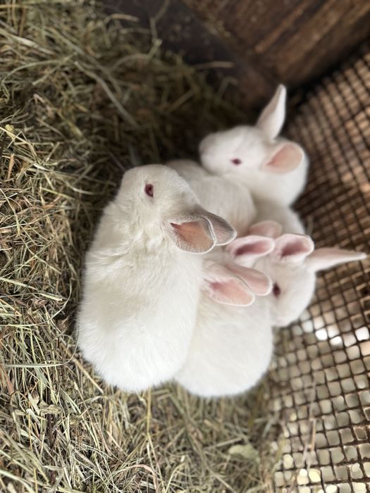 Iepurasi dragalasi pentru copilasi de pasti