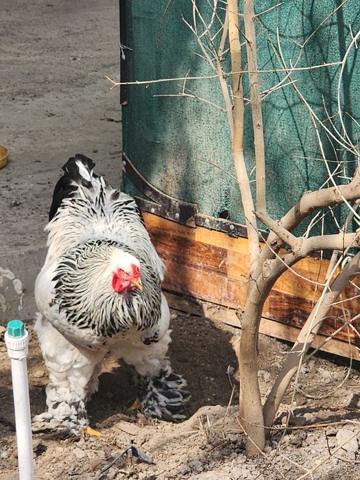 Brama tyomniy pux tuxumlari sotiladi