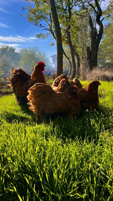 Oua Orpington de vânzare