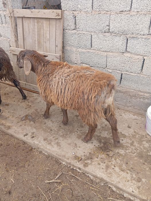 Животные баран тохты