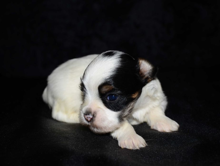 Бивер йоркширский терьер , шикарные биверята!