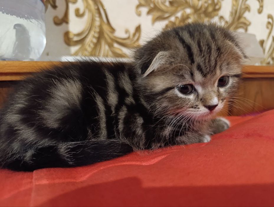 Miramirniy akras winwilla muwuk