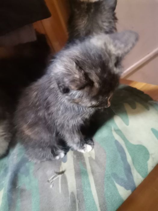 Отдам котят в добрые руки