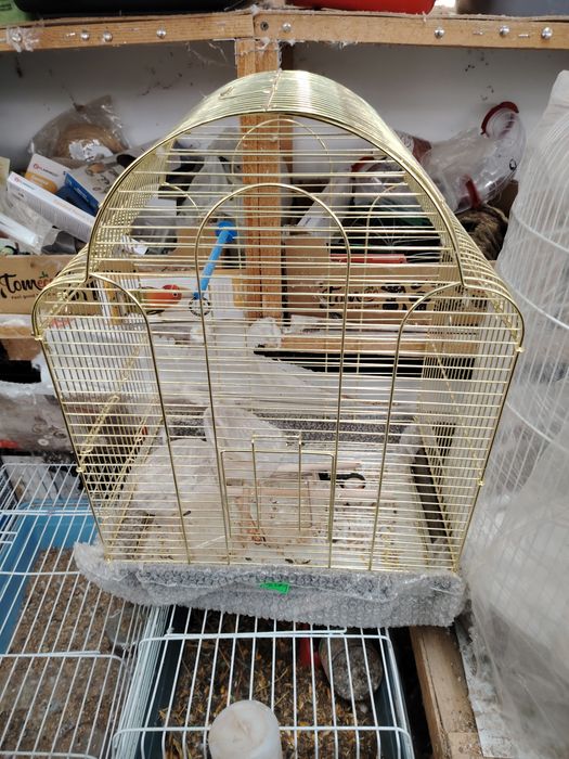 Colivii pasari mici si medii