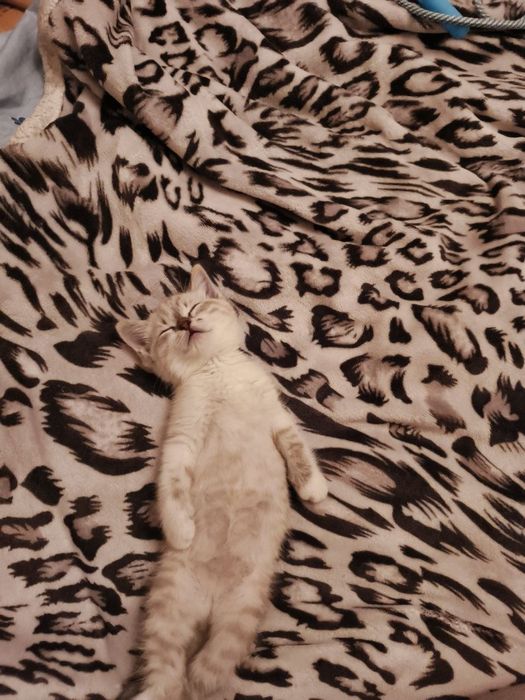 Котенок в добрые руки