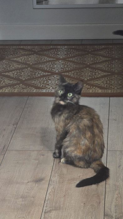 Домашняя кошка 4 месяца