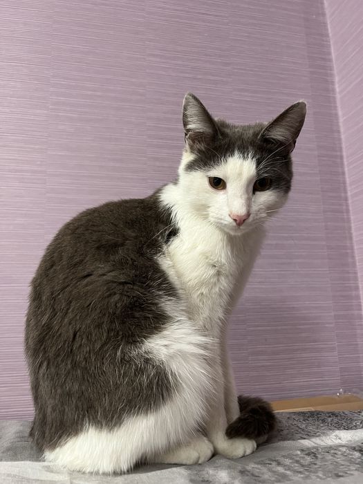 кошки в хорошие руки