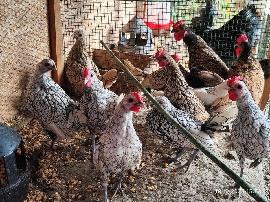 Cocoșei sebright și cocoșei pitici