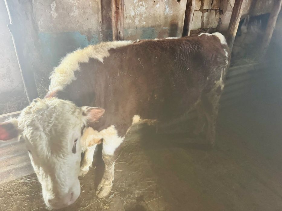 Карамал откорам бычки