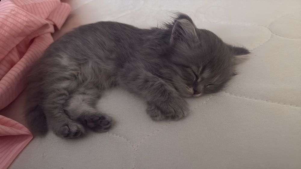 Котенок британец