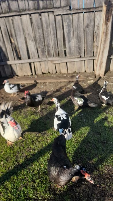 Rate mute 80 lei bucata si ratoi 100 bucata