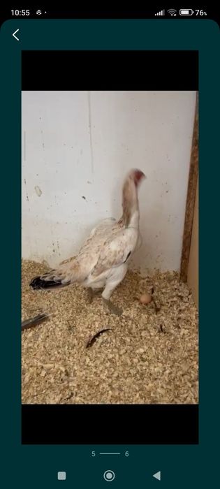 Бойтсовы Дакан курица