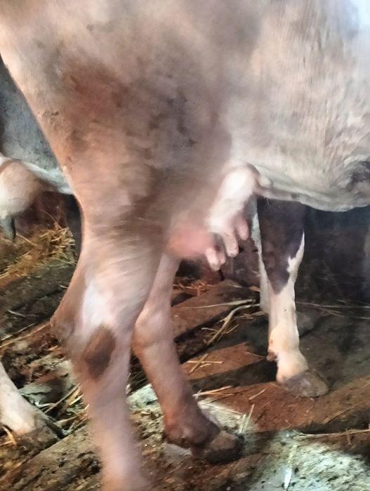 Сельхозживотное карова