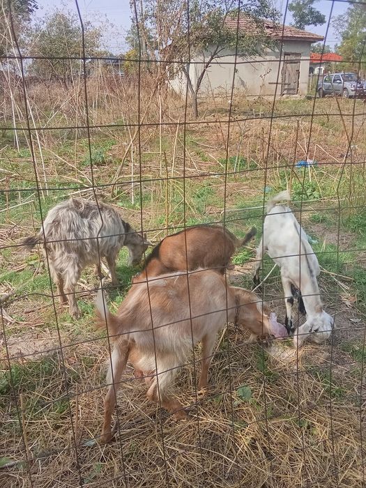 Vând 2 capre și 2 țapi