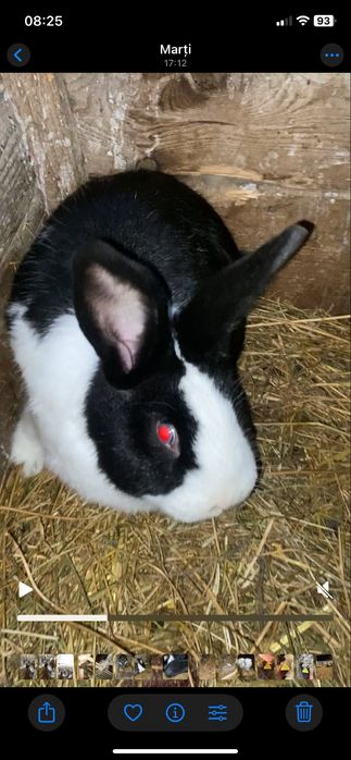 Vand iepuri hycole francez si urias german