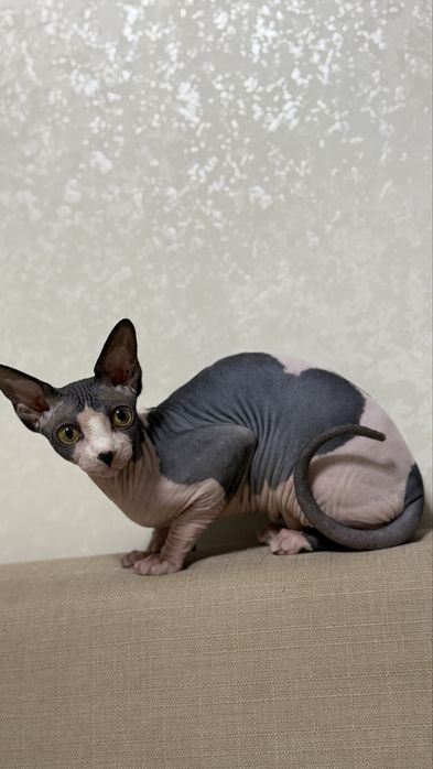 Лысая кошка сфинкс