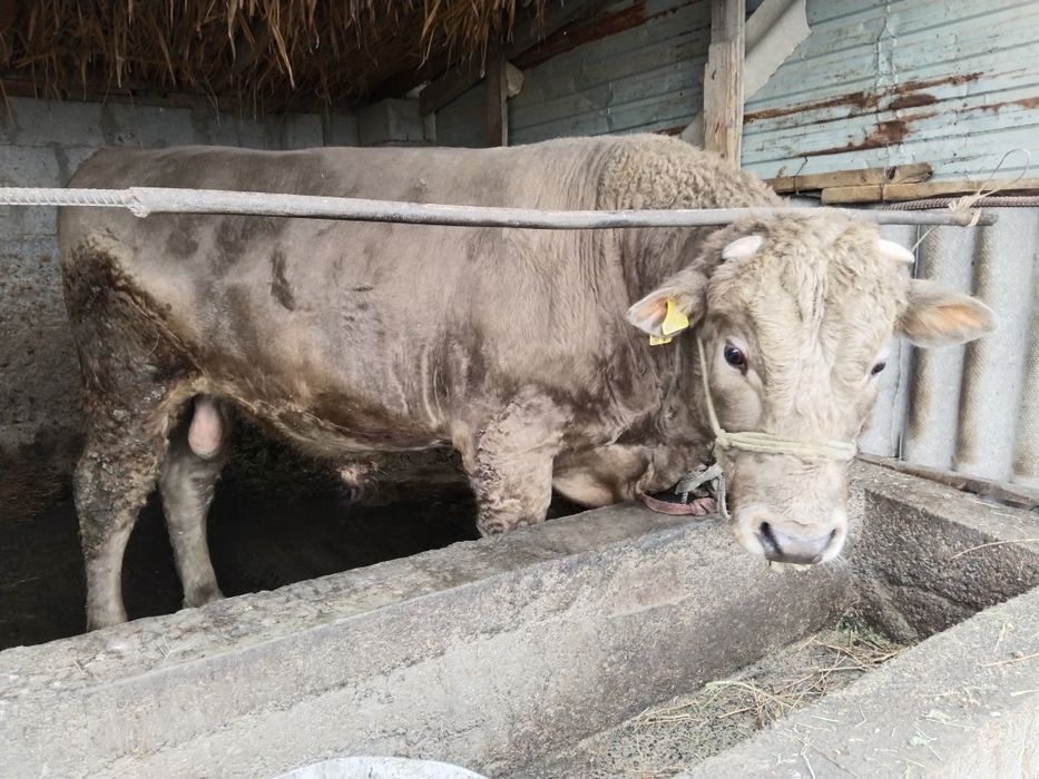 Аулиекольская парода