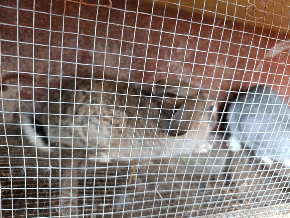 Продаются кролики самка 1 год 290.000 сум самец 7 месяцев 110.000 сум