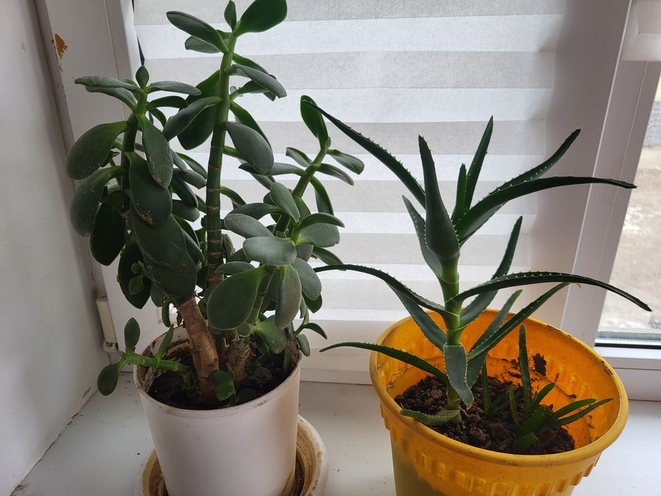 Продам домашние цветы