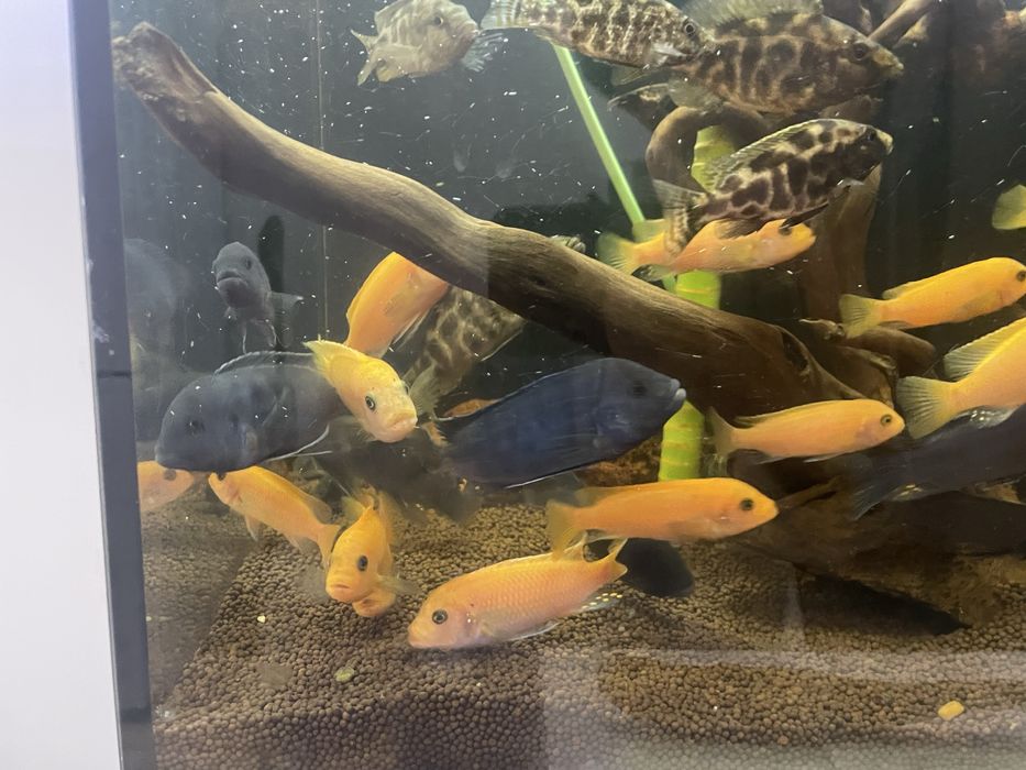 Продам рыбок срочно!