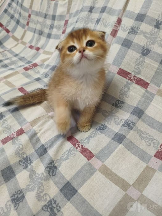 Продаются Чистокровные шотландские вислоухие котята (Скоттиш-фолд), 2