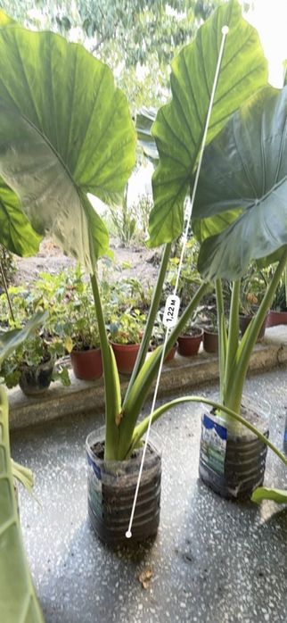 Арма,крупные ,красивые