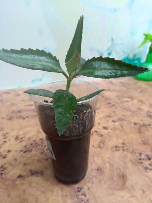 Каланхоэ лечебный