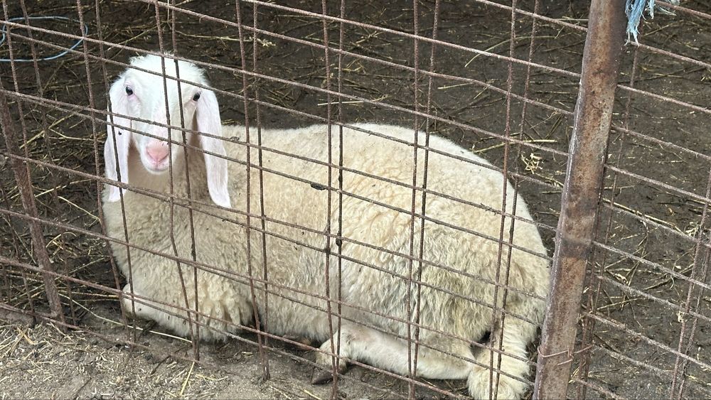 De vanzare oi bergamasca