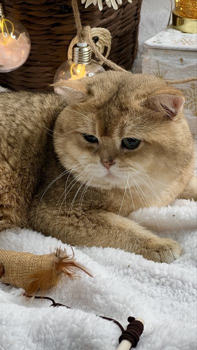 Вязка чистокровный британец