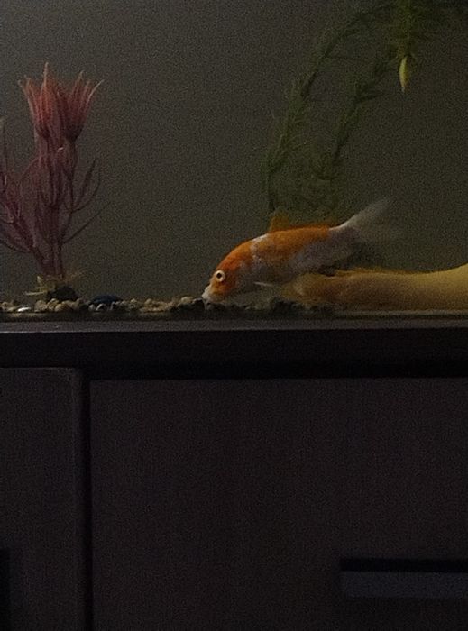 Яркий карп кое золотистый