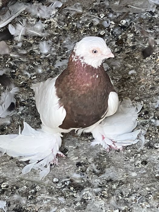 Зотдор кабутарлар срочно сотилади