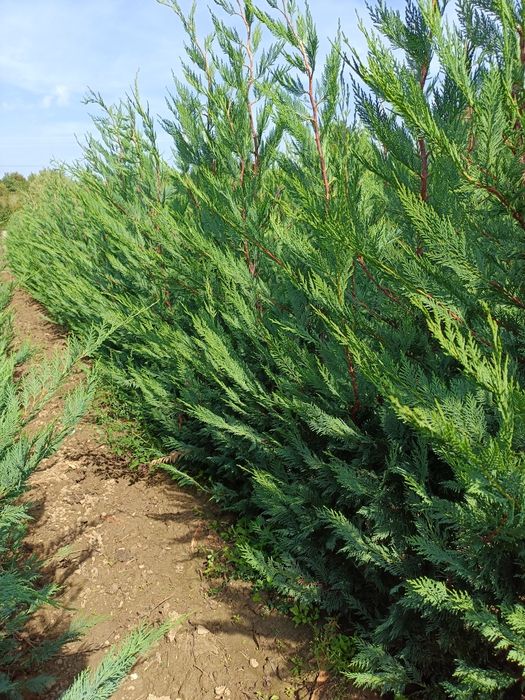 Leylandii Pro Gardena, Gard viu și Chiparos Leylandii