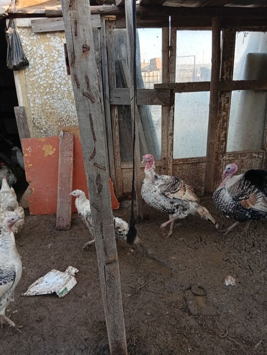 Продам молодого индюка ещё нету года