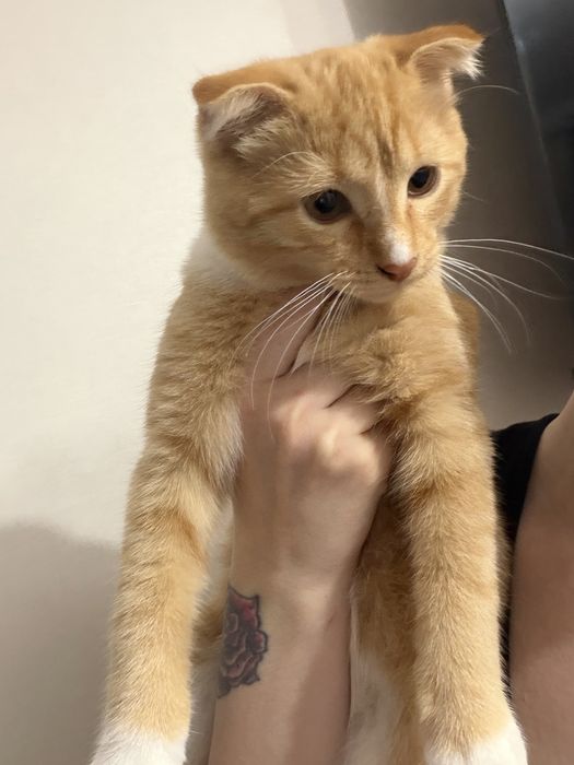 Отдам веслоухого котенка