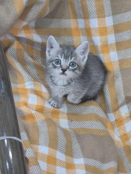 Котенок-мальчик в добрые руки