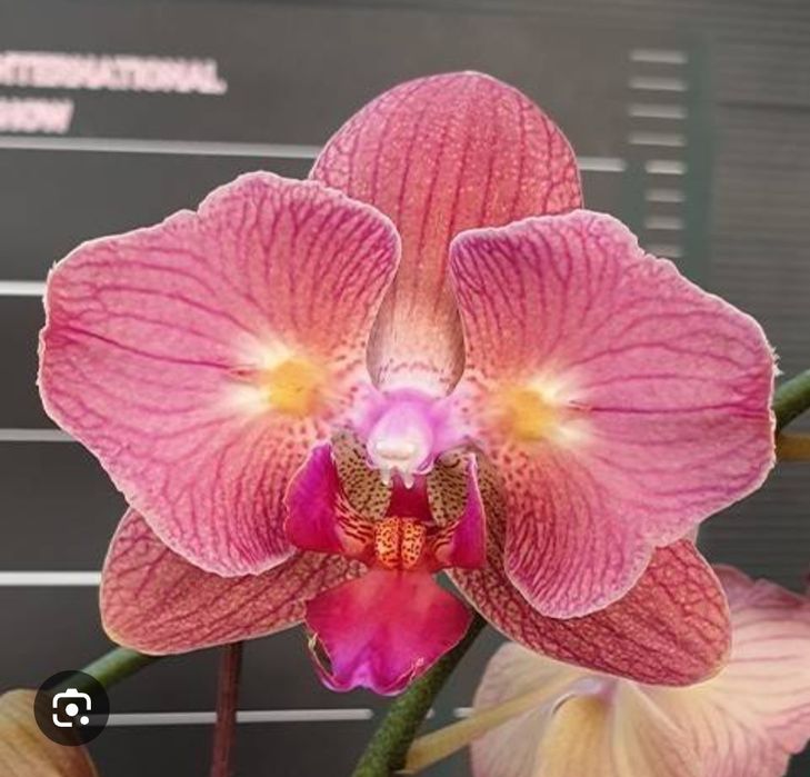 Продам детку красивой орхидеи
