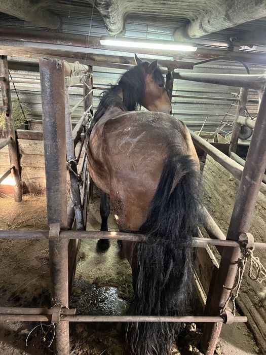 Продаётся жеребец и кобыла