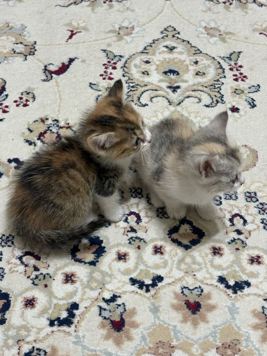 Котенок мысык маргау