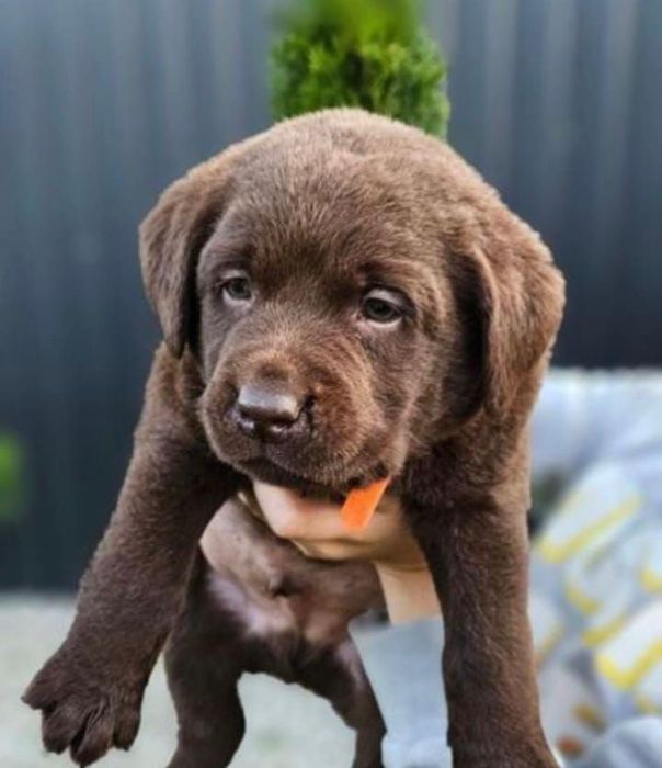 Шоколадные Щенки Лабрадора