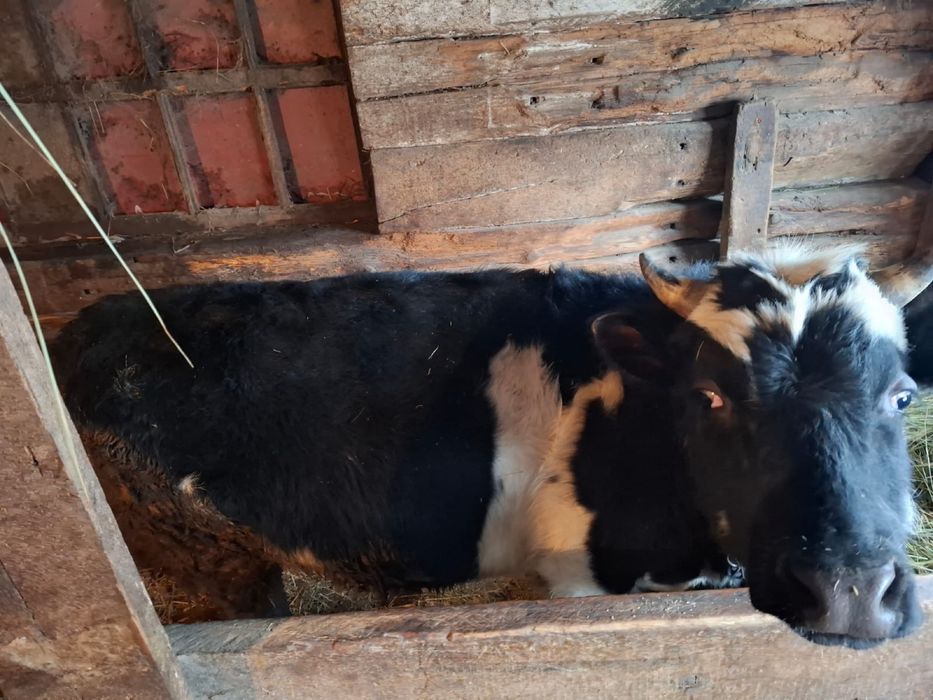 Продам КРС бычки 4 шт